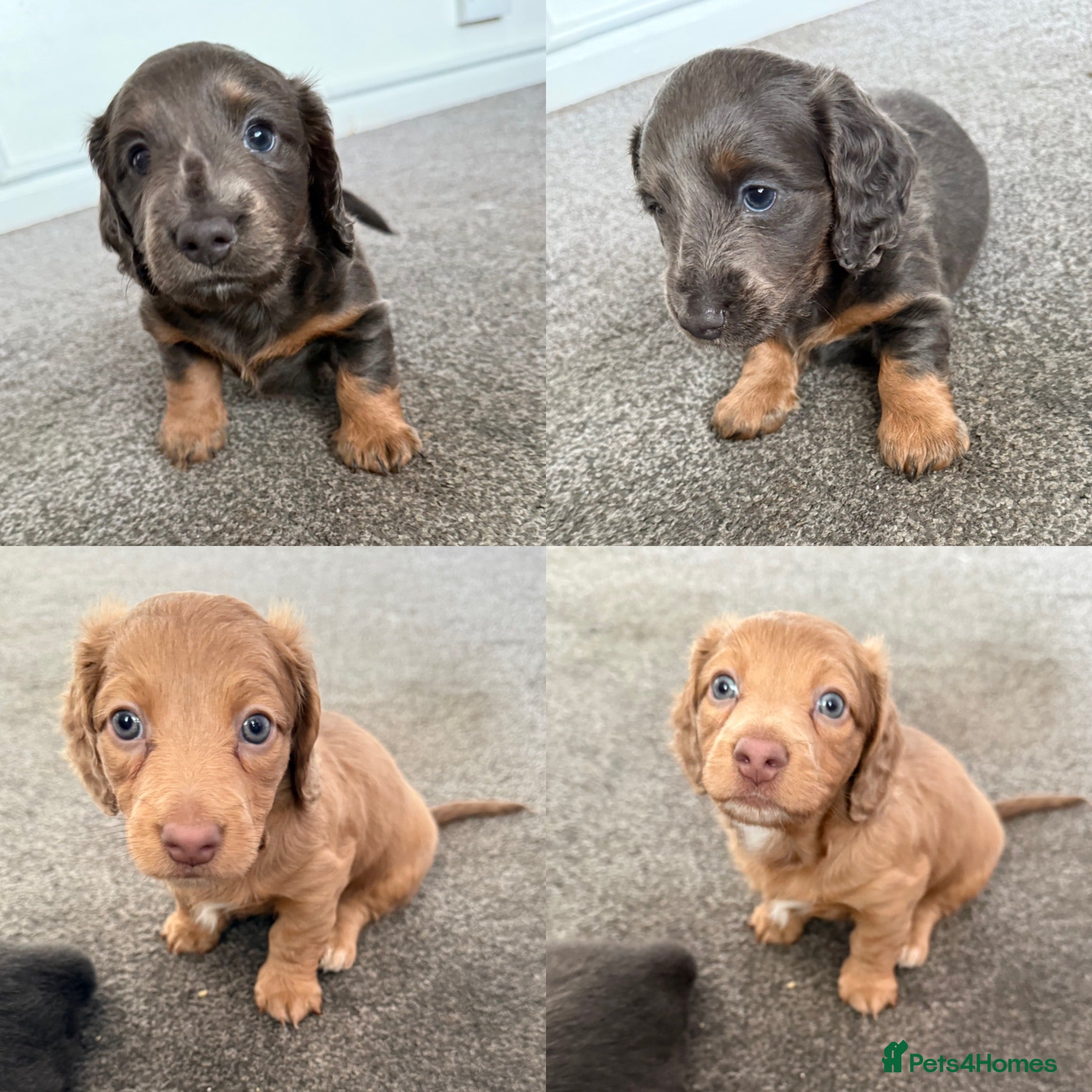 Miniature Dachshund dogs 💙2 BOYS LEFT💙 KC Reg Long Haired Mini Dachsunds  - Advert 11