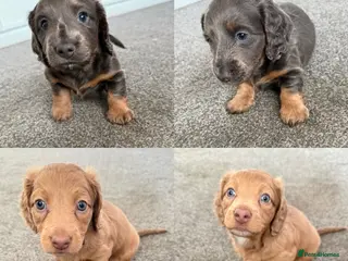 Miniature Dachshund dogs 💙2 BOYS LEFT💙 KC Reg Long Haired Mini Dachsunds - Advert 11