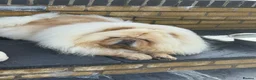Chow Chow dogs for sale: MALE CHOW CHOW REAVAILABLE  - Advert 3