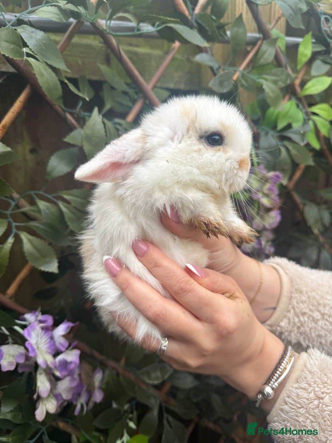 Mini Lop rabbits for sale: Mini Lop Babies 🐰  - Advert 5