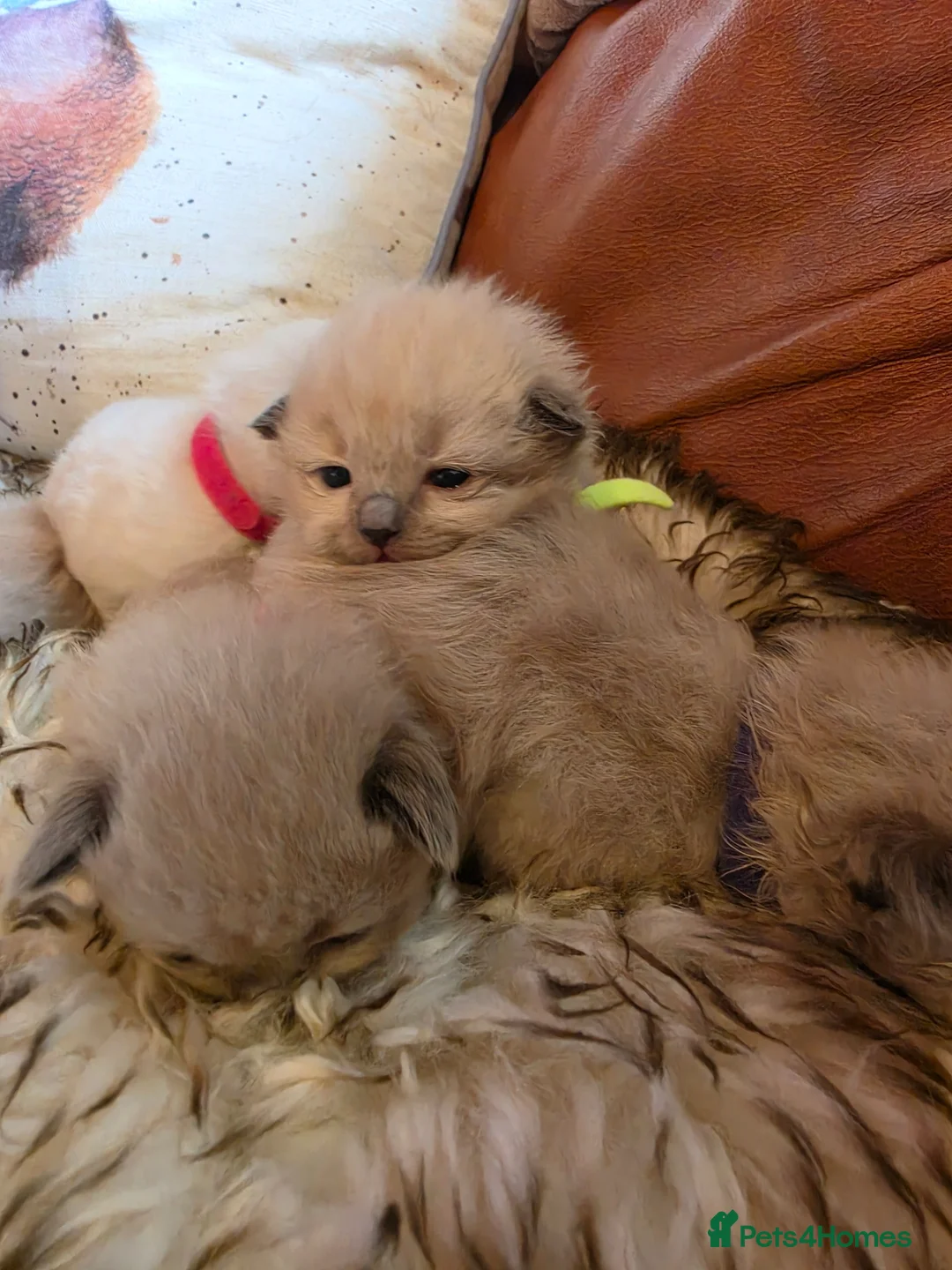 Ragdoll cats for sale: Mink and seal point ragdoll kittens - Advert 1