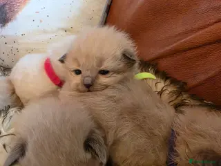 Ragdoll cats Mink and seal point ragdoll kittens - Advert 1