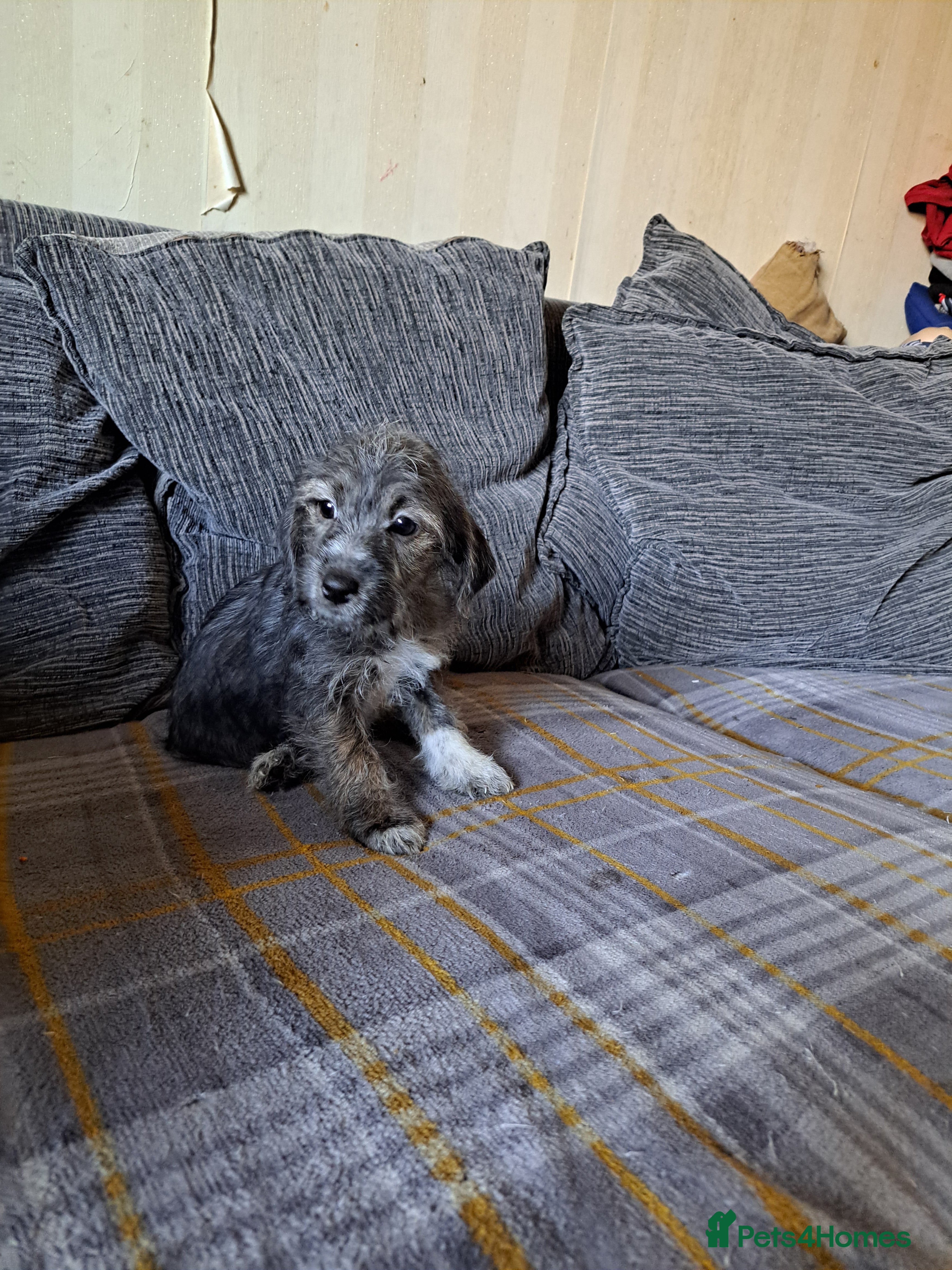 Mixed Breed dogs cockerpoo x jack russel pups  - Advert 1