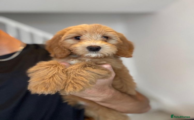Cockapoo dogs - Advert 16