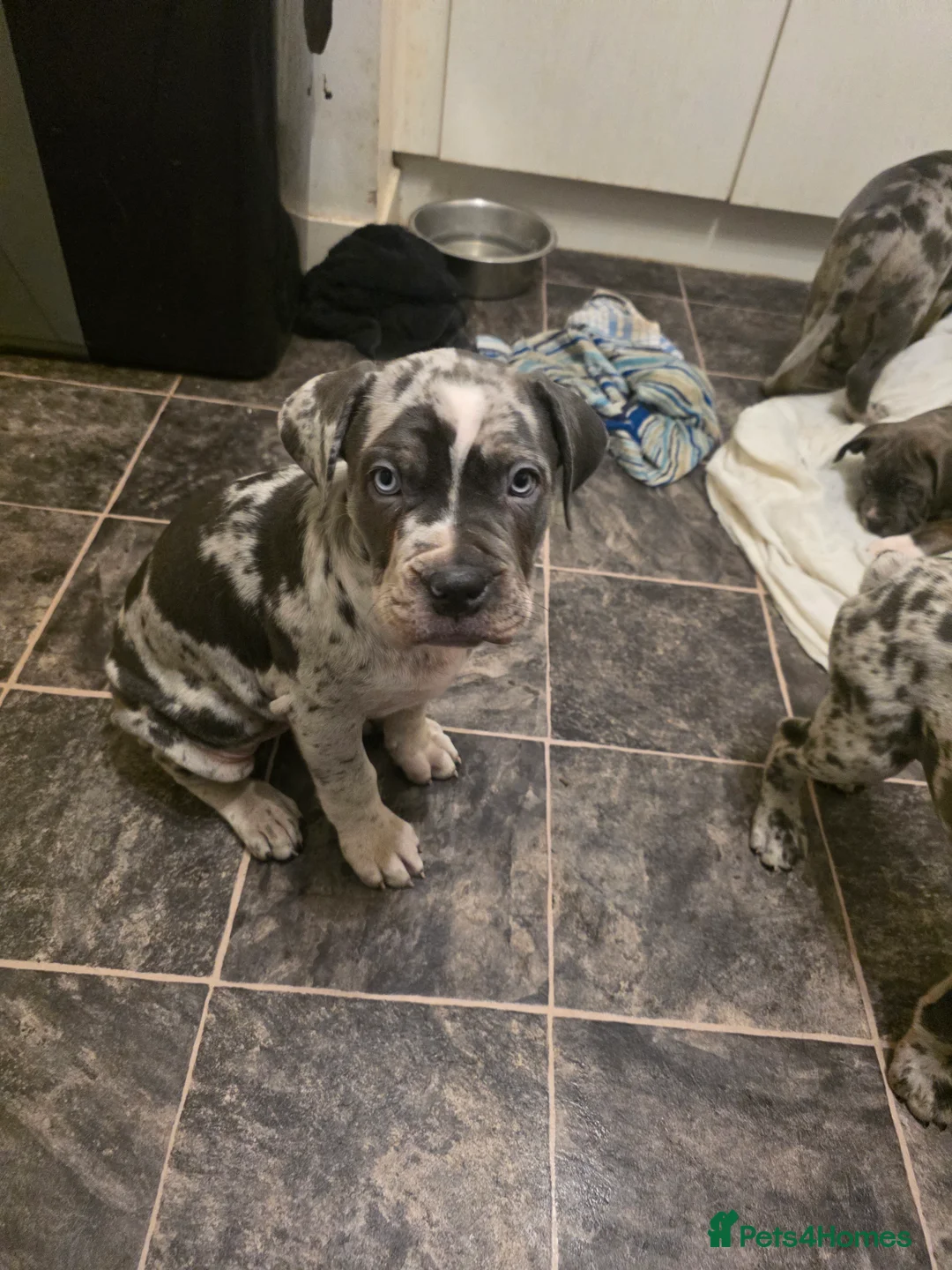 Cane Corso dogs for sale: Cane corso cross  - Advert 3