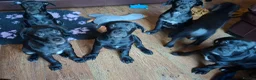 Cane Corso dogs for sale: Cane Corso Puppies - Advert 9