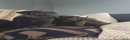 Patterdale Terrier dogs for sale: Stunning patterdale terriers  - Advert 6