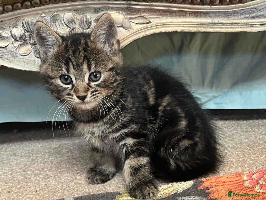 British Shorthair cats for sale: Three full tabby kittens and one black kitten - Image 1