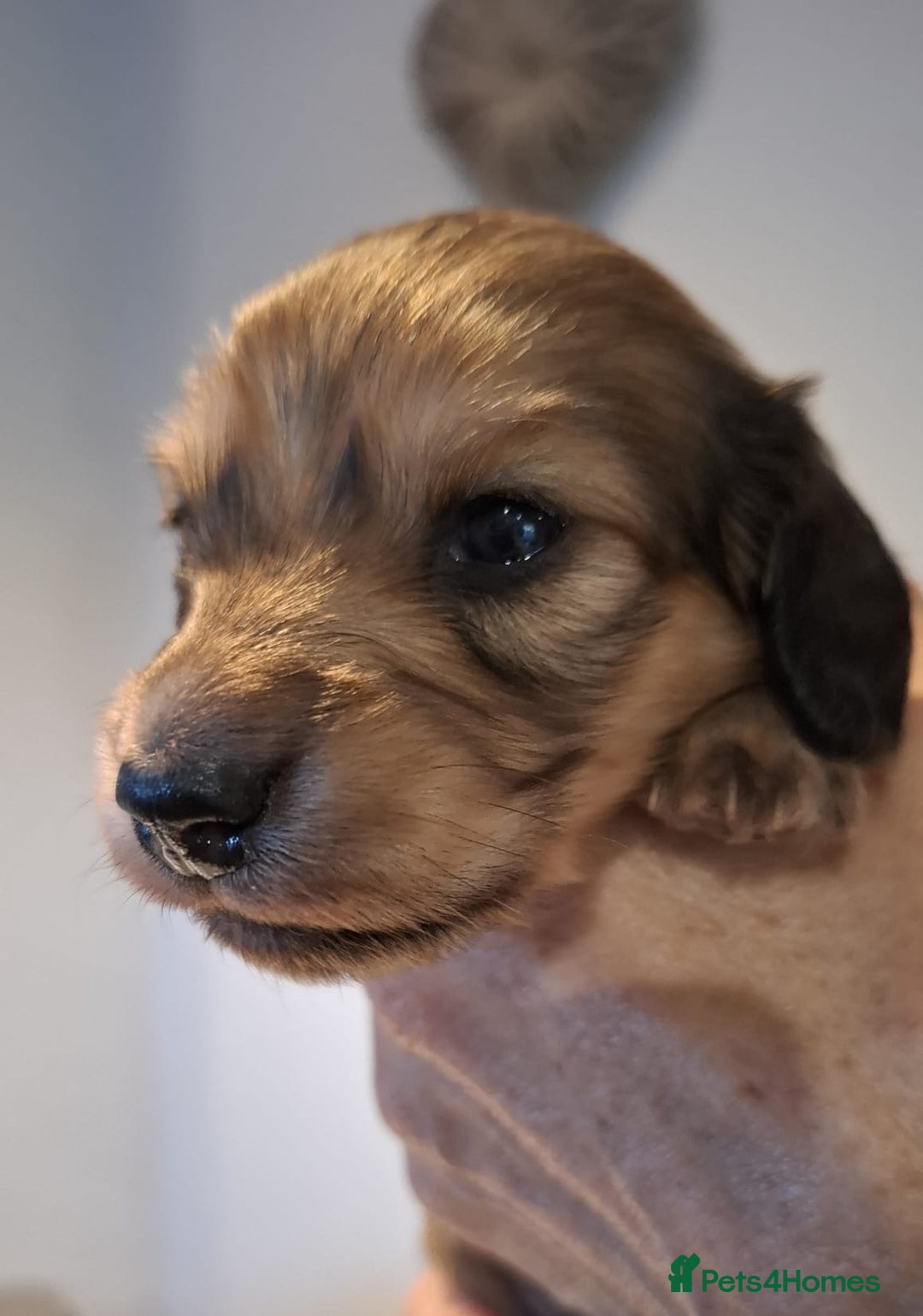 Miniature Dachshund dogs for sale: Mini L/H Dachshund female only - Image 3