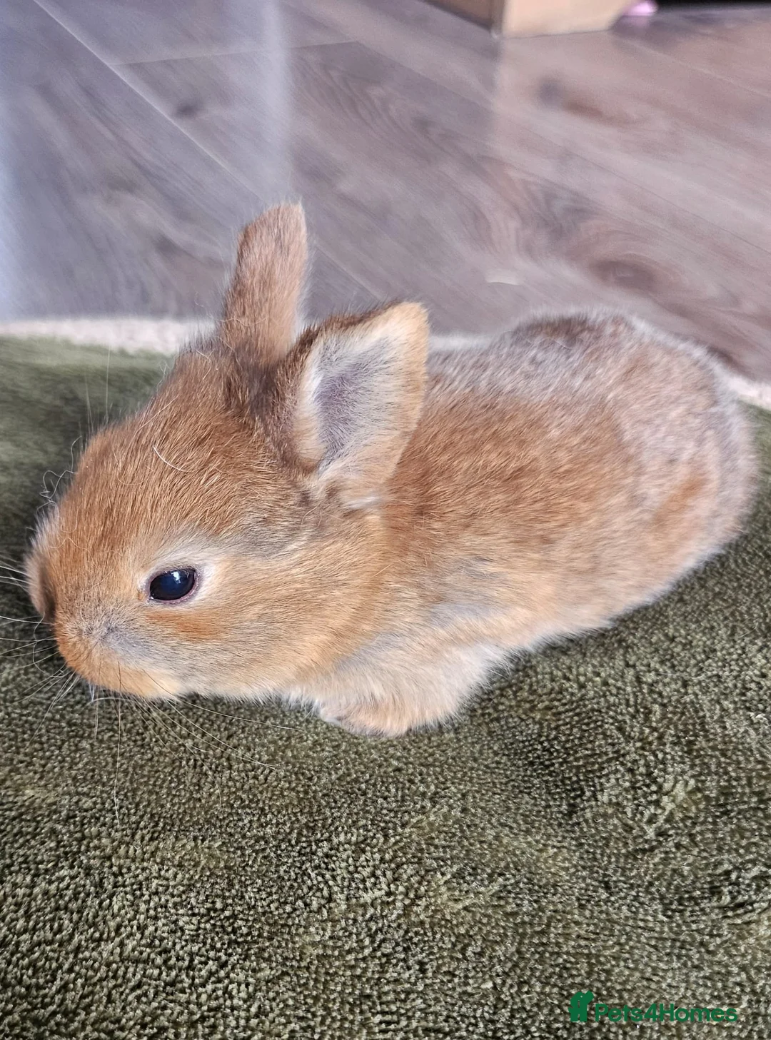 Mixed Breed rabbits for sale:  Rabbit Kits – Netherland Dwarf × Holland in Crawley - Advert 2