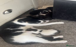 Mixed Breed cats for sale: Tuxedo kittens  - Image 3