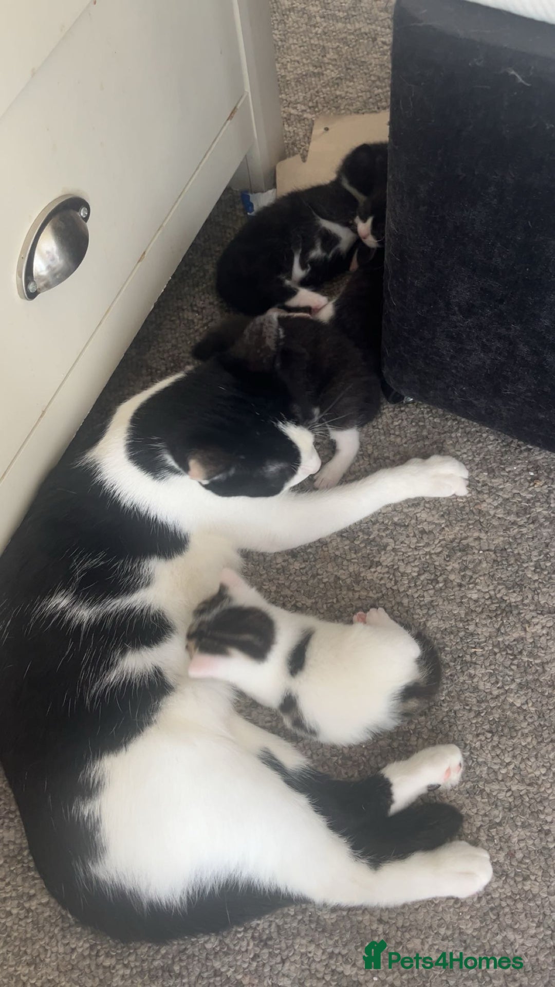 Mixed Breed cats for sale: Tuxedo kittens  - Image 3