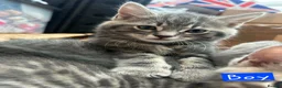 Mixed Breed cats for sale: 2 Grey Kittens  - Advert 14