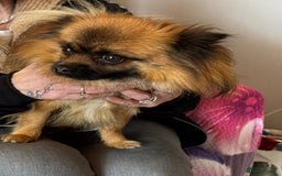 Mixed Breed dogs for sale: Beautiful small fluffy little boy - Image 3