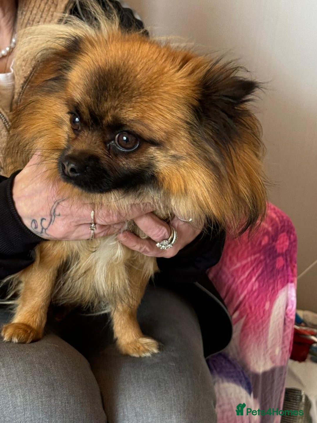 Mixed Breed dogs for sale: Beautiful small fluffy little boy - Image 3