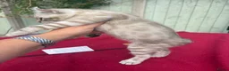 Keetso cats for sale: Superb very rare polydactyl curled eared keetsos  - Advert 34