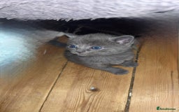 British Shorthair cats for sale: British short hair kittens  - Image 6