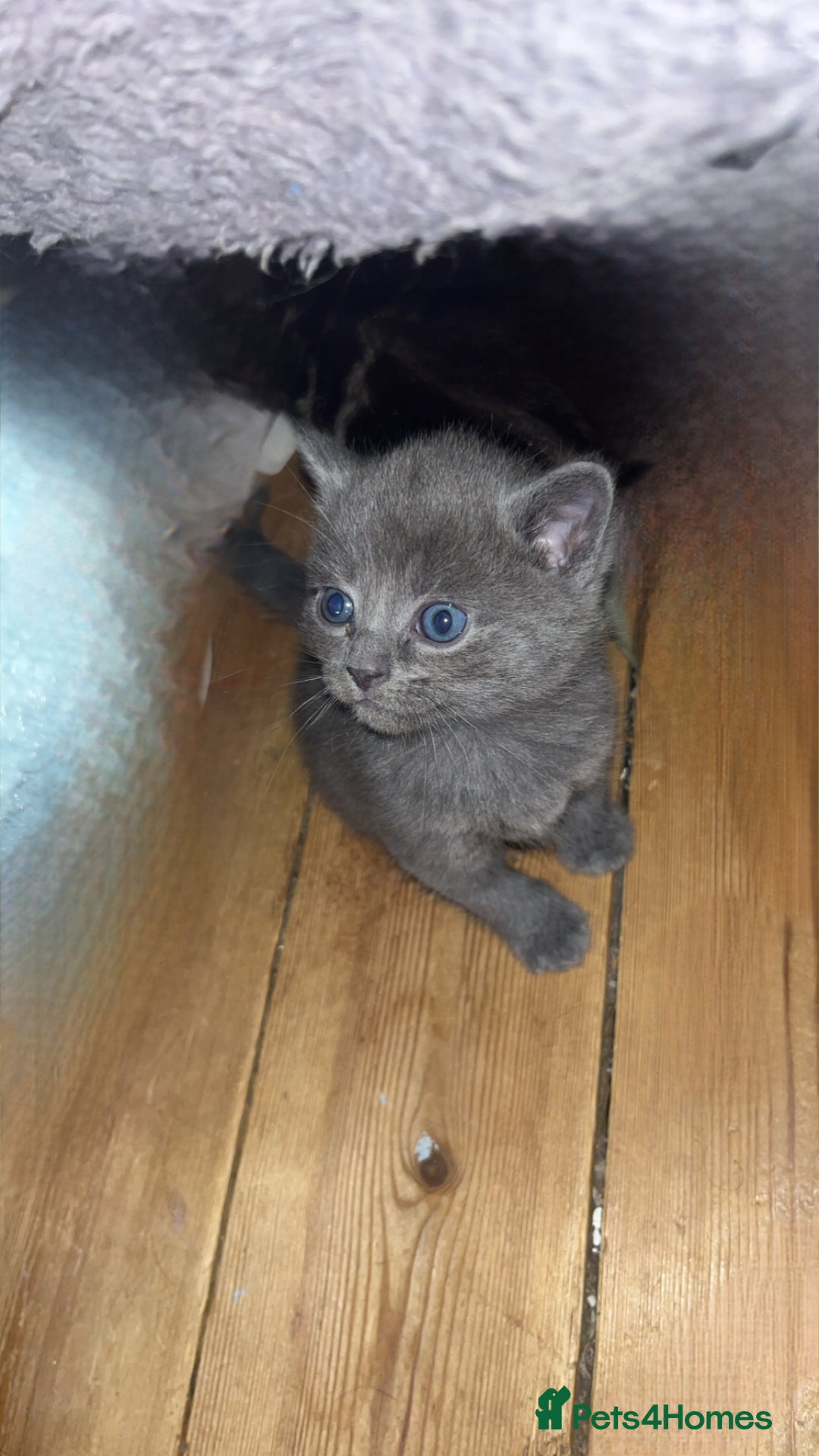 British Shorthair cats for sale: British short hair kittens  - Image 6