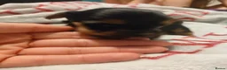 Mixed Breed dogs for sale: Jack Russell - mini Yorkie pups for sale - Advert 17