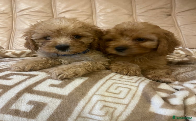 Cavapoo dogs - Advert 9