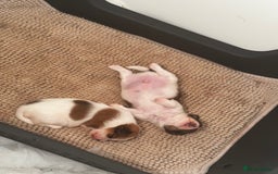 Mixed Breed dogs for sale: Jack Tzu puppies - Image 12