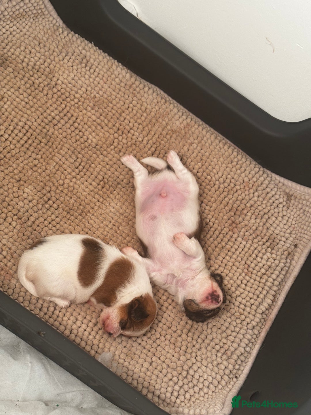 Mixed Breed dogs for sale: Jack Tzu puppies - Image 12