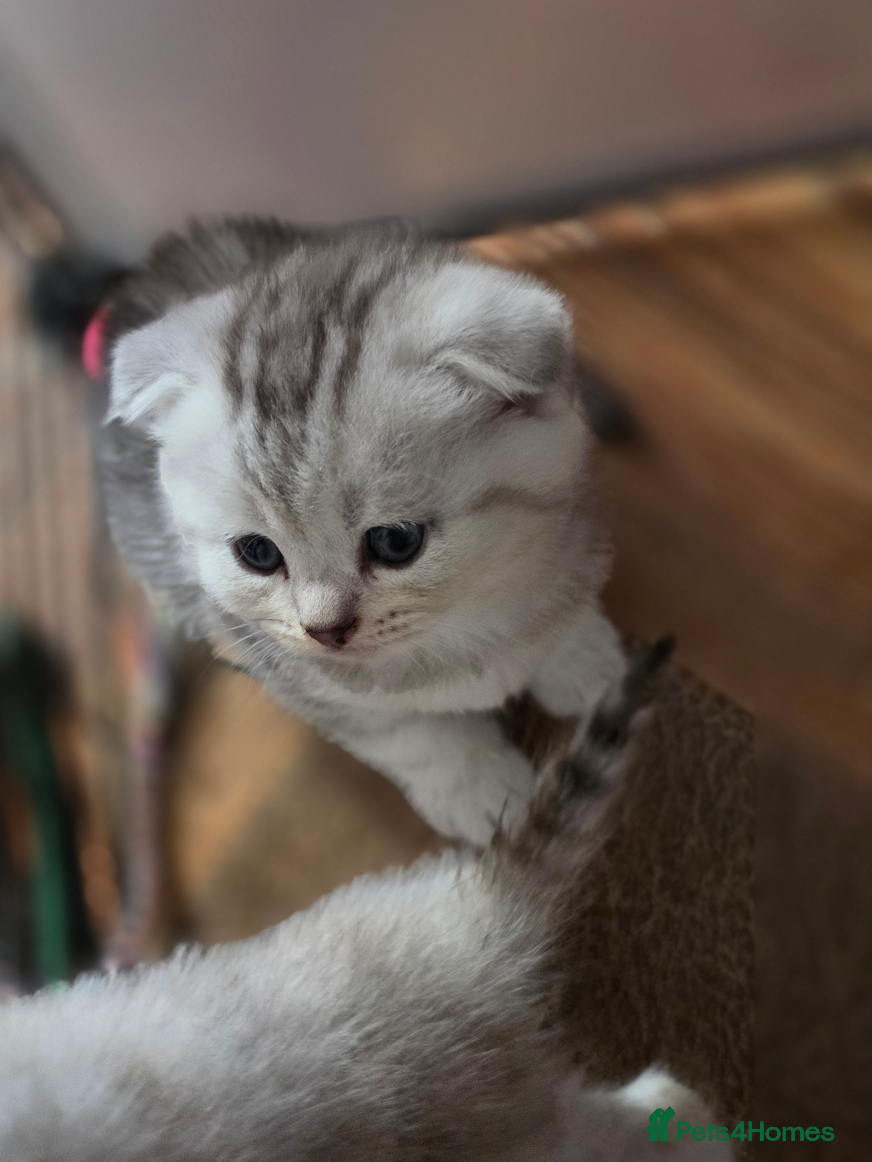 British Shorthair cats 🥰💙💙LAST 2 KITTEN SCOTTISH RARE COLOR - Advert 3