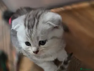 British Shorthair cats 🥰💙💙LAST 2 KITTEN SCOTTISH RARE COLOR - Advert 17