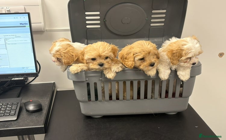 Cavachon dogs - Advert 15