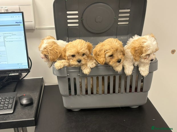 Cavachon dogs - Advert 15