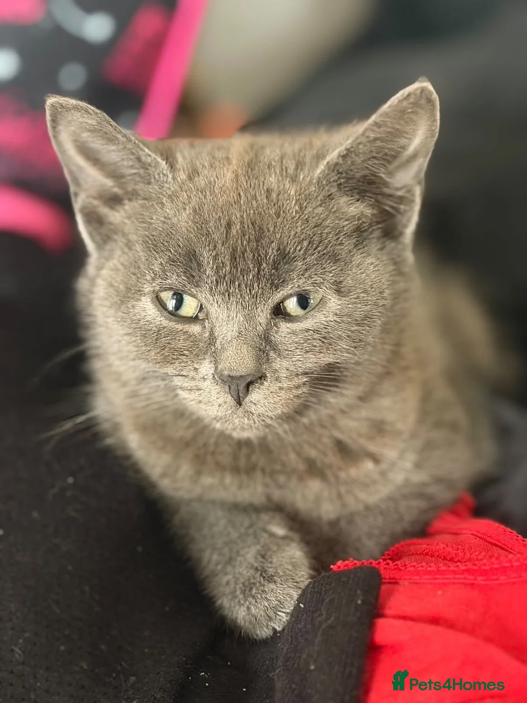Mixed Breed cats for sale: Kittens for sale (Wakefield) - Advert 2