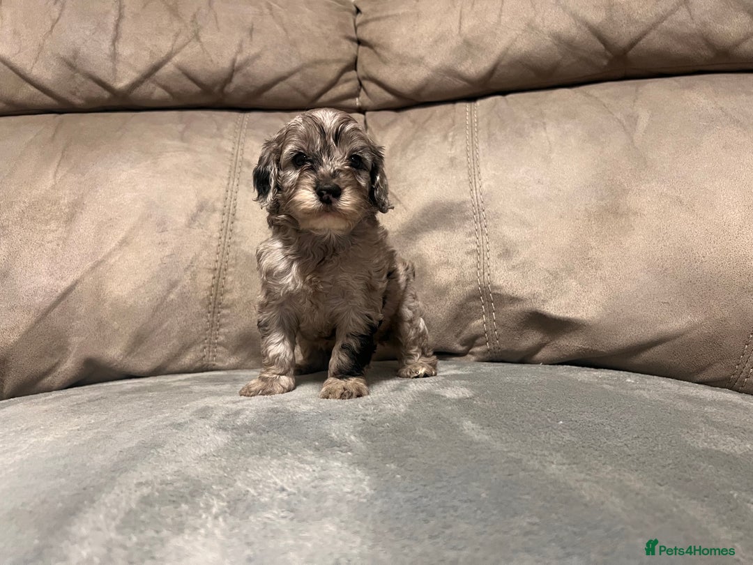 Cockapoo dogs for sale: 🐶F1 Cockerpoo Pups – Merle, Chocolate, Apricot 🐶 - Image 25