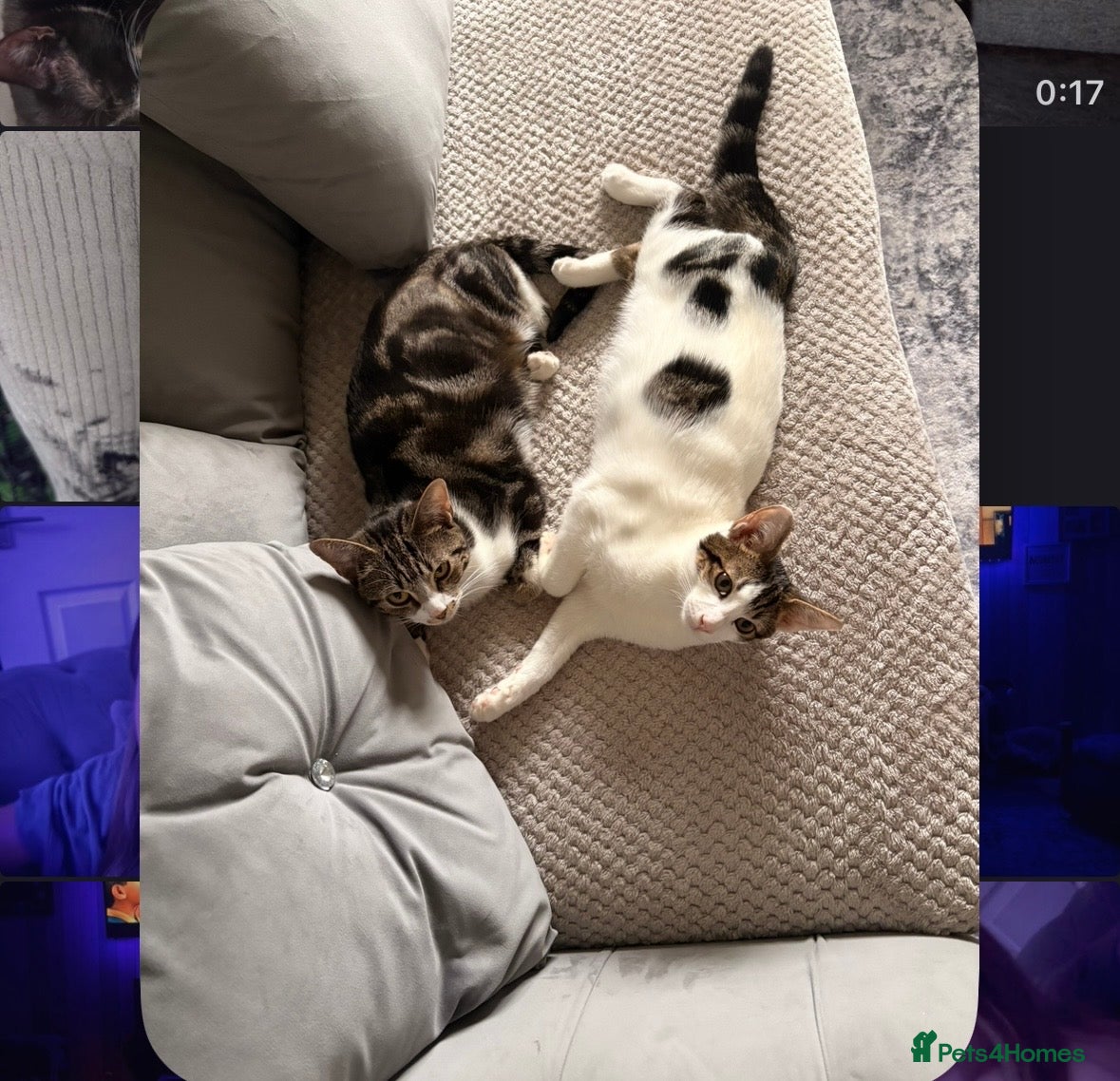 Mixed Breed cats Rehoming Cats - Advert 17