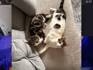 Mixed Breed cats Rehoming Cats - Advert 17