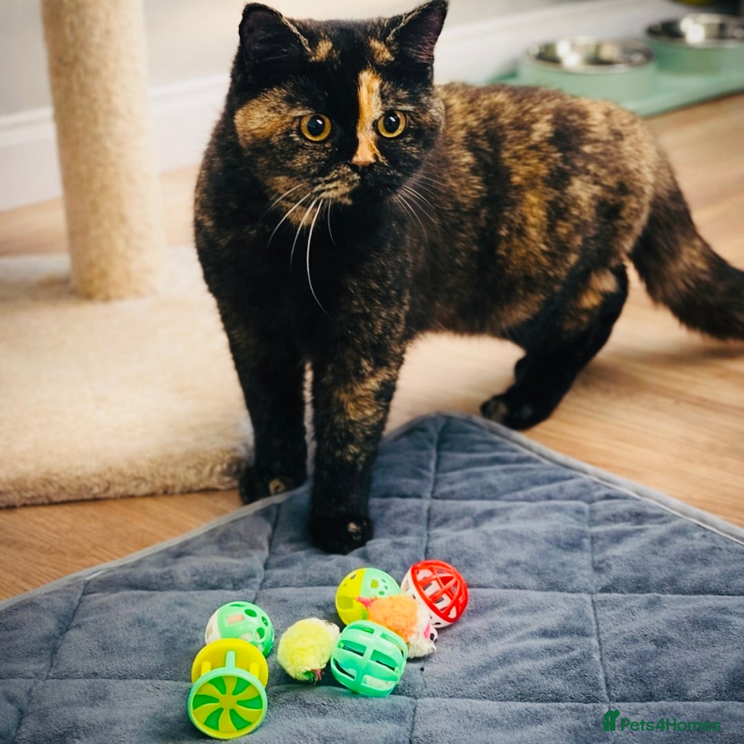 British Shorthair cats for sale: RARE Tortoiseshell 23 Week British Shorthair Girl - Advert 3