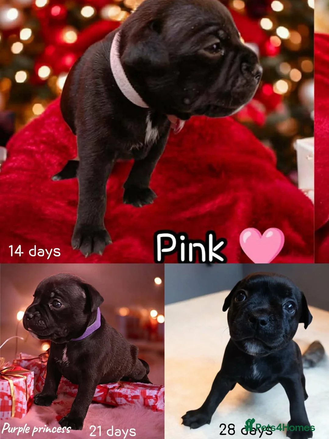 Staffordshire Bull Terrier dogs for sale: FCI - SBT litter - Advert 11