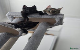 Mixed Breed cats for sale: Cute kittens  - Image 4