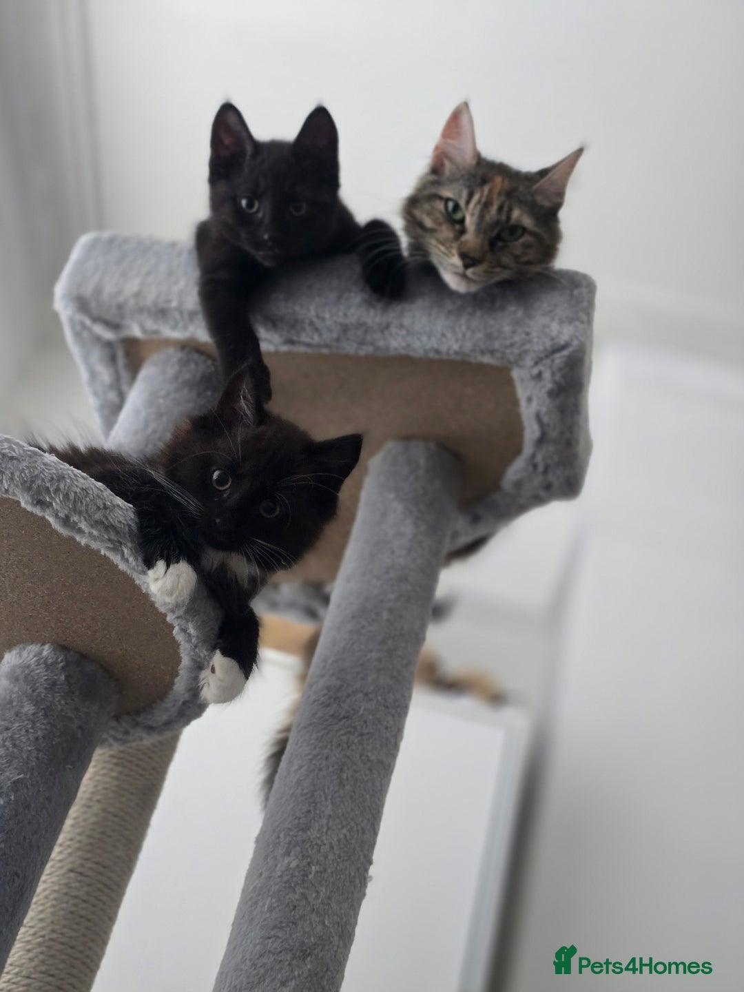 Mixed Breed cats for sale: Cute kittens  - Image 4