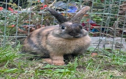 Harlequin rabbits for sale: Lovely male harlequin rabbit  - Image 1