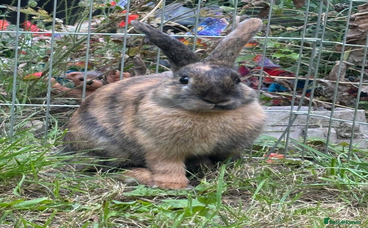 Harlequin rabbits - Advert 1