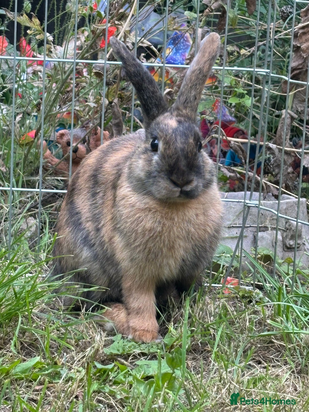 Harlequin rabbits for sale: Lovely male harlequin rabbit  - Image 1