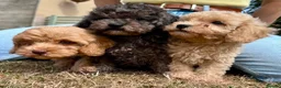Cavapoo dogs for sale: 3 stunning F1b cavapoos  - Advert 4
