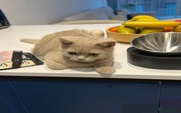 British Shorthair cats for sale: Beautiful British ShortHair Rare Fawn - Advert 10