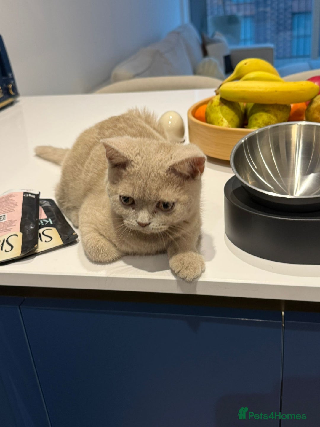 British Shorthair cats for sale: Beautiful British ShortHair Rare Fawn - Advert 10