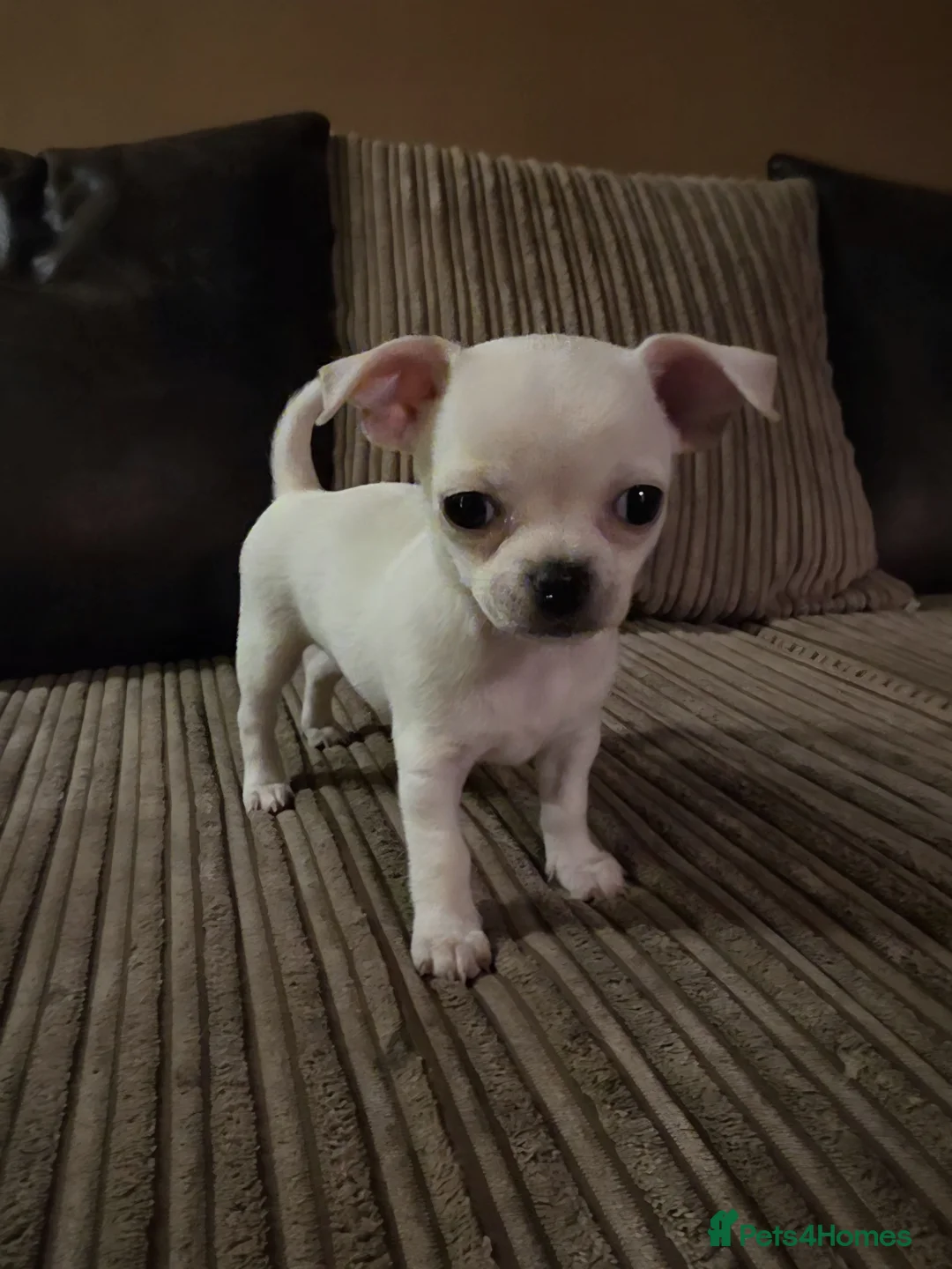 Chihuahua dogs for sale: 4 Gorgeous Chihuaha Puppies for sale - Advert 4
