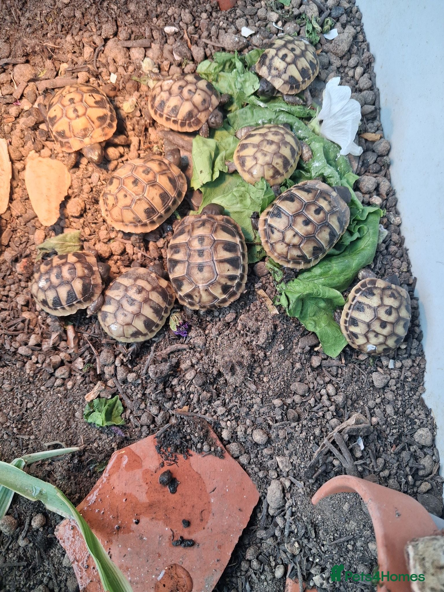 Hermann Tortoise reptiles Baby tortoises for sale, U.K bred. - Advert 5
