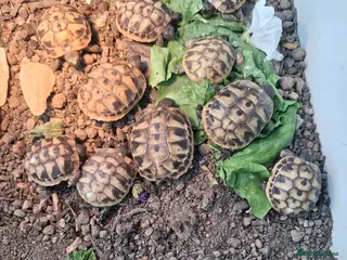 Hermann Tortoise reptiles Baby tortoises for sale, U.K bred. - Advert 5