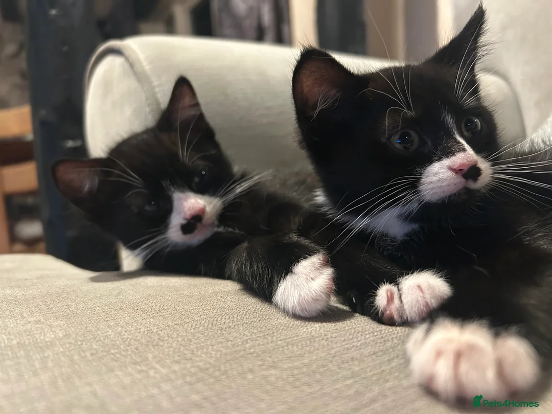 Mixed Breed cats for sale: Playful gorgeous kittens - Advert 2