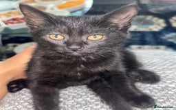 British Shorthair cats for sale: 🐾15 Weeks Old -British Shorthair Mix Kittens 🐾 - Image 4