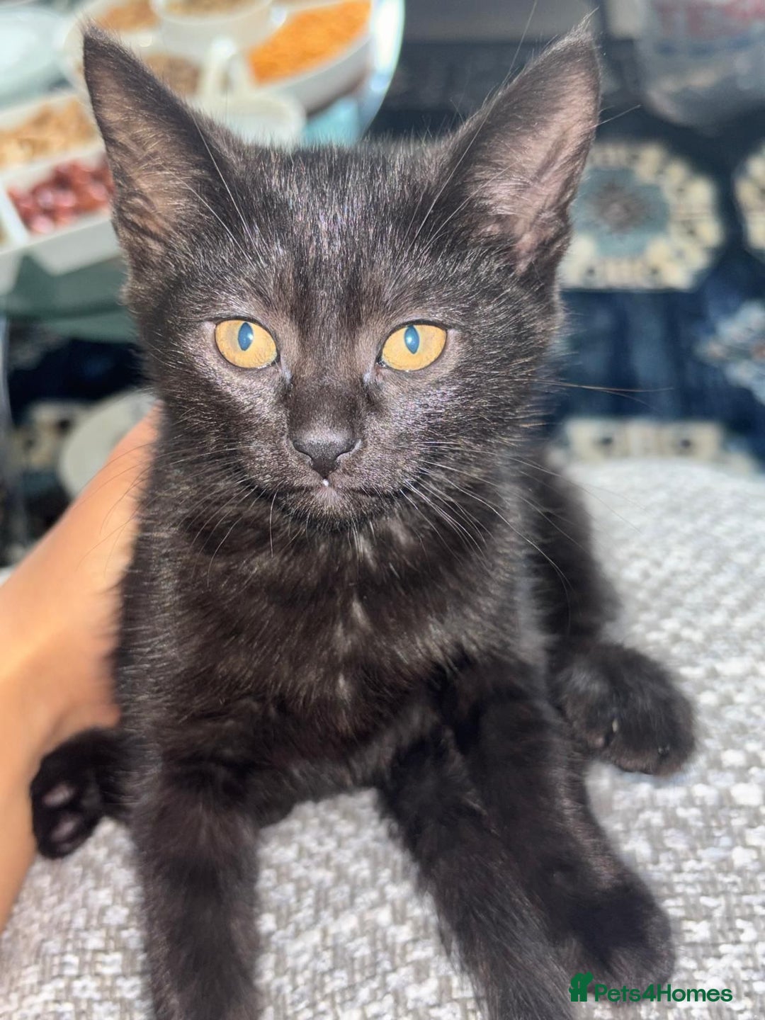British Shorthair cats for sale: 🐾15 Weeks Old -British Shorthair Mix Kittens 🐾 - Image 4